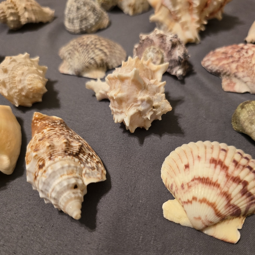 Assorted Seashell Collection 16 Pieces - Picture 2 of 11
